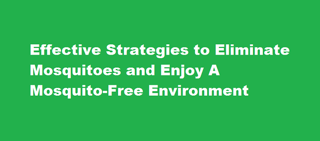 Effective Strategies to Eliminate Mosquitoes and Enjoy A Mosquito-Free Environment